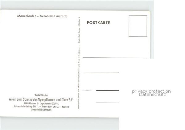 Voegel Mauerläufer Tichodroma muraria Künstler – Bild 2