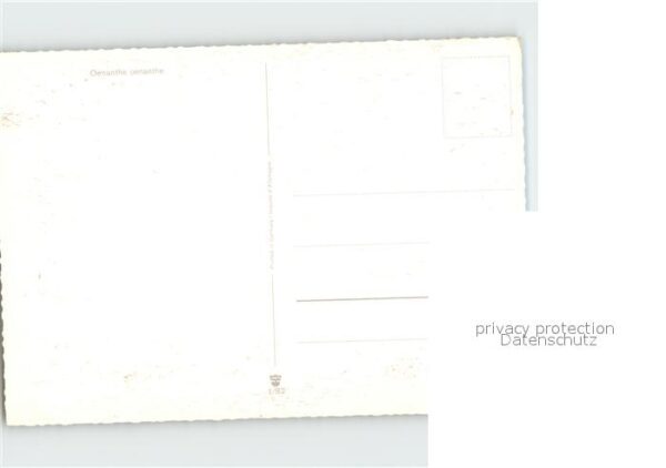 Voegel Oenanthe oenanthe Steinschmätzer – Bild 2