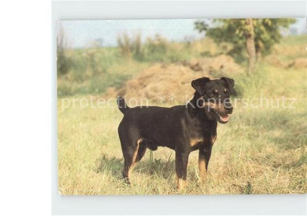 Hunde Deutscher Jagdterrier