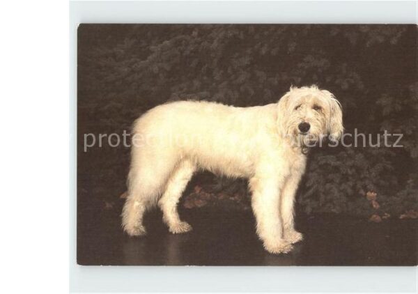 Hunde Goralenhund