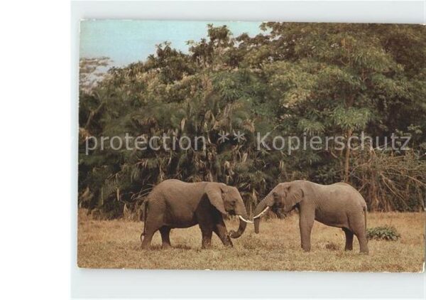 Elefant Afrikanische Elefanten