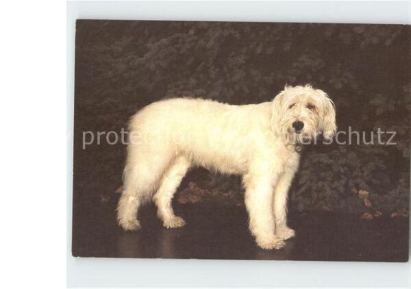 Hunde Goralenhund