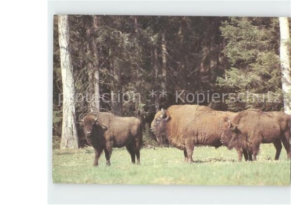 Tiere Wisente