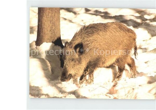 Schweine Bache