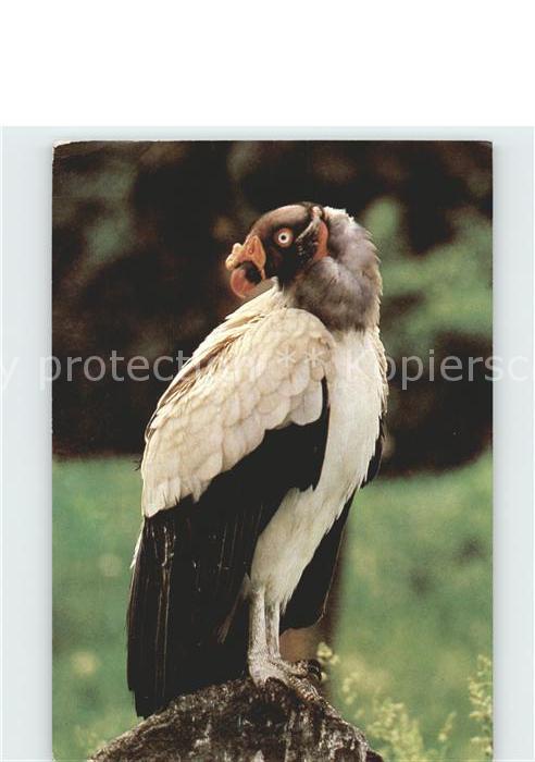 Voegel Königsgeier