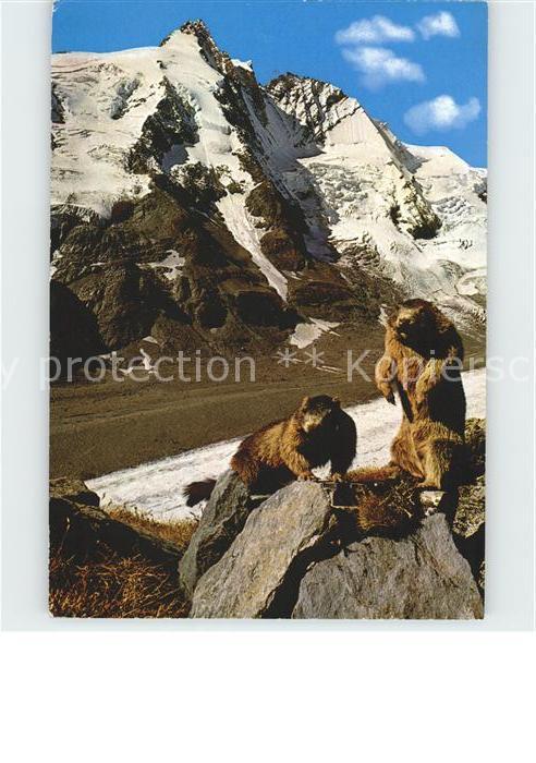 Murmeltier Pasterze Grossglockner