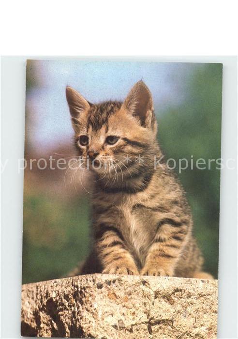Katzen