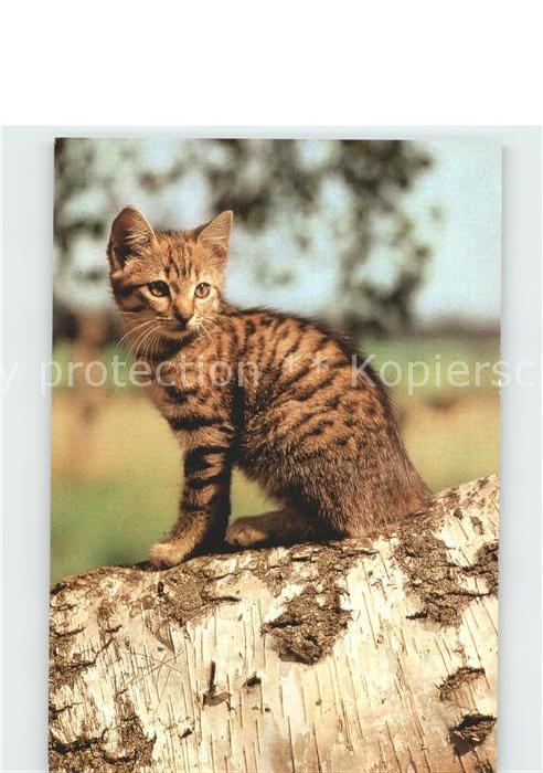 Katzen