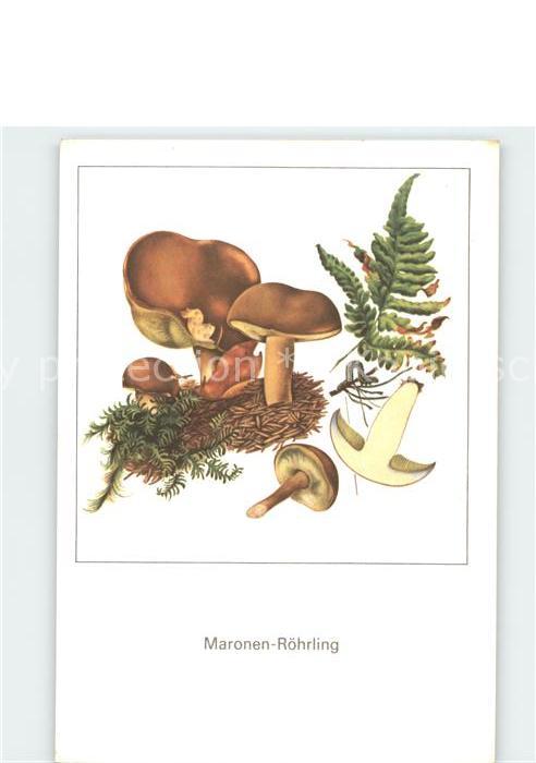 Pilze Maronen-Röhrling