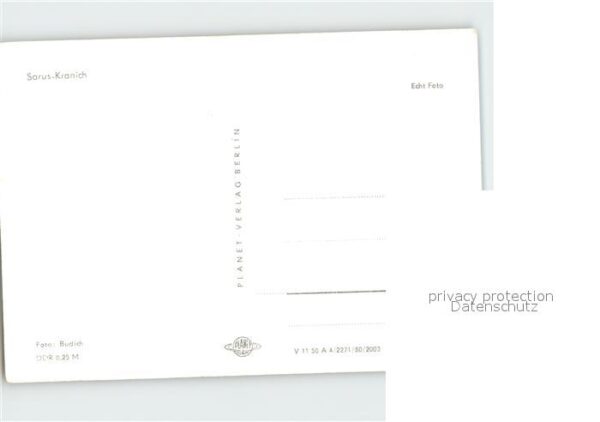 Voegel Sarus-Kranich – Bild 2