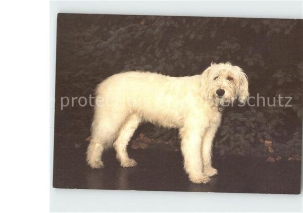Hunde Goralenhund