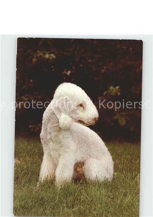 Hunde Bedlington Terrier
