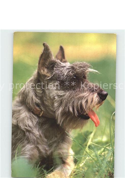 Hunde