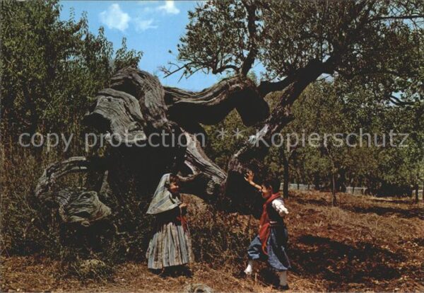 Mallorca Olivo Milenario
