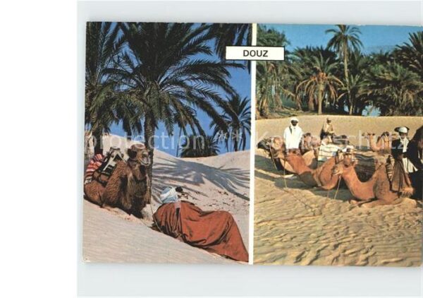 Douz Kamel Typen