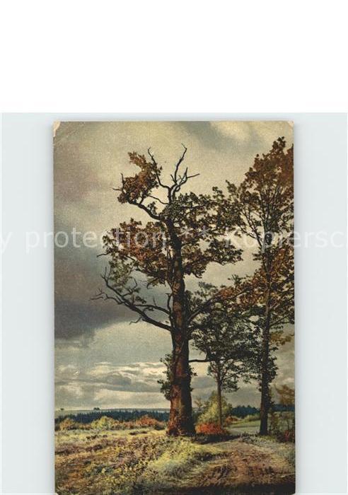 Verlag Photochromie Nr. 4200 Serie 268 Bäume Natur