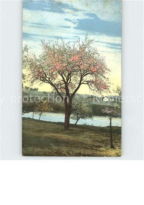 Baeume Trees Fluss Natur