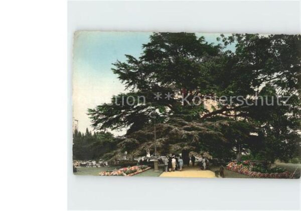 Baeume Trees Rennes Jardin du Thabor Le Cedre