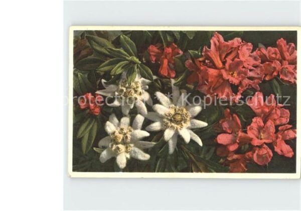 Edelweiss Alpenrosen