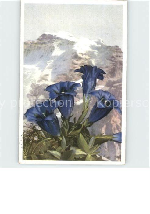 Blumen Stengelloser Enzian Gentiana acaulis