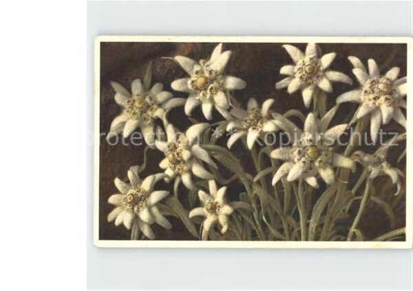 Edelweiss Leontopodium alpinum