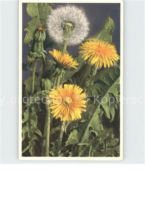 Blumen Leontodon taraxacum Löwenzahn