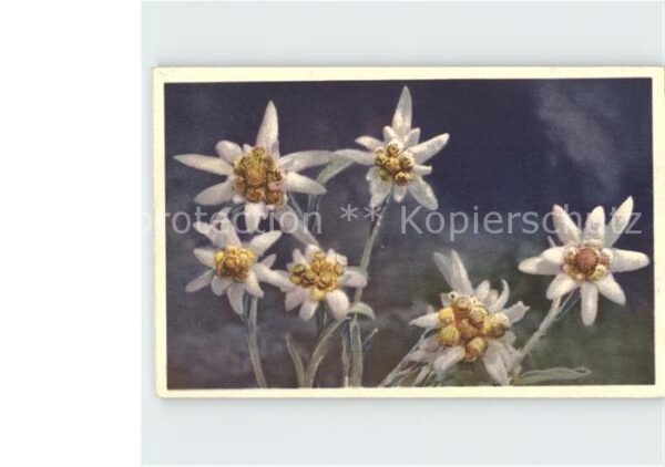 Edelweiss