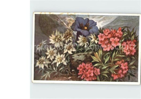 Edelweiss Enzian Alpenrosen Künstlerkarte J. Schö