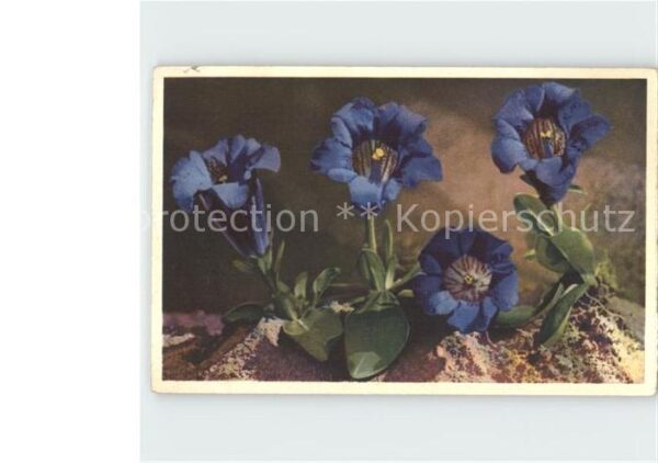 Blumen Enzian