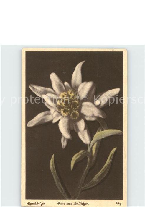 Edelweiss