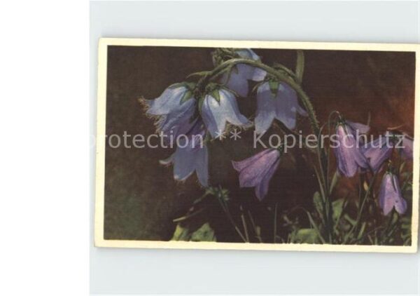 Blumen Glockenblumen