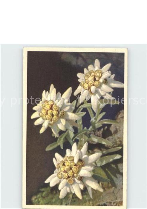 Edelweiss