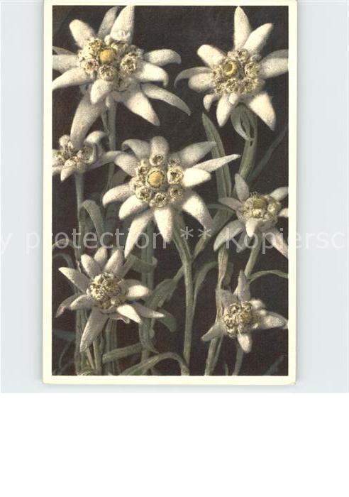 Edelweiss Leontopodium alpinum