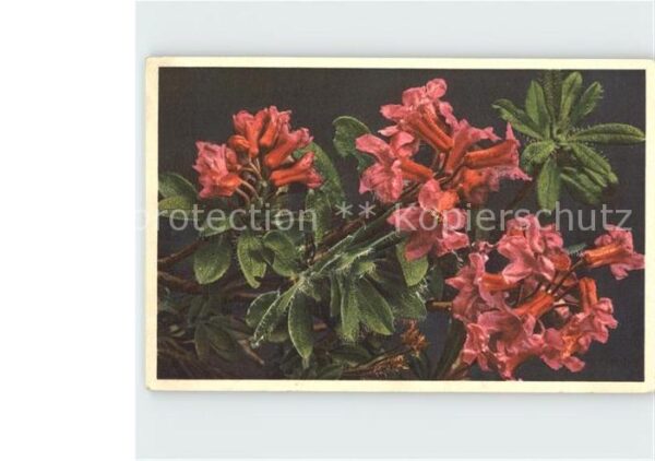 Blumen Bewimperte Alpenrose Rhododendron hirsu