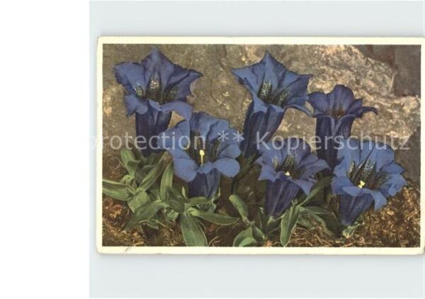 Blumen Stengelloser Enzian Gentiana acaulis