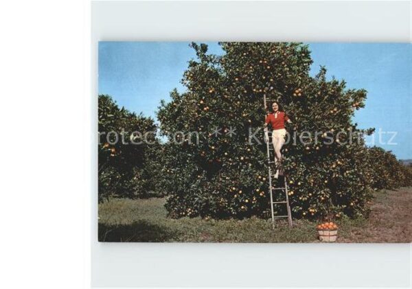 Ernte Landwirtschaft Orangenbaum Florida
