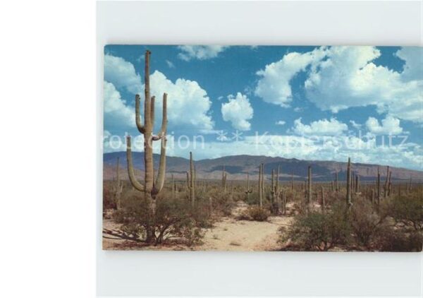 Kakteen Roadway Saguaros