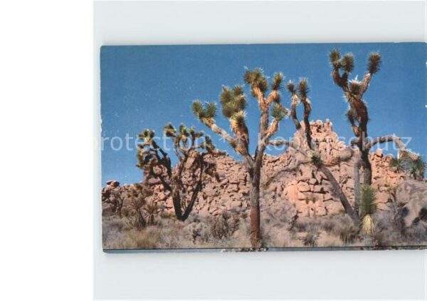 Baeume Trees Joshua-Tree California