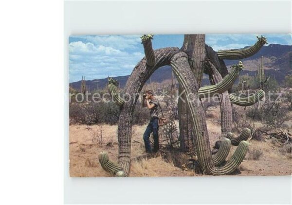 Kakteen Saguaros Arizona Wüste