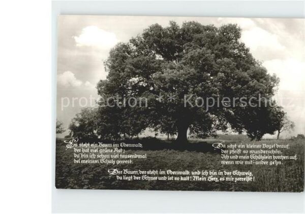 Baeume Trees Rieseneiche Momart Odenwald Gedicht