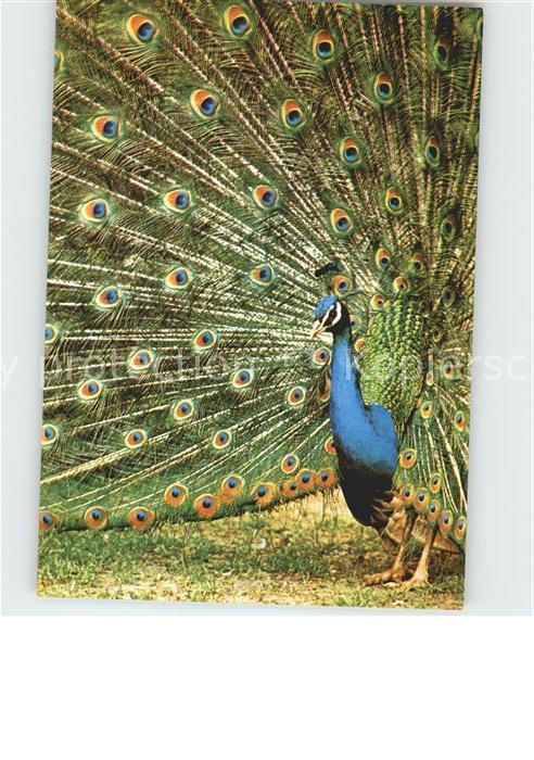 Voegel Blauer Pfau