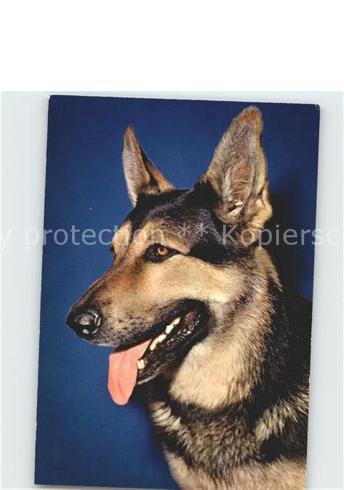 Schaeferhunde