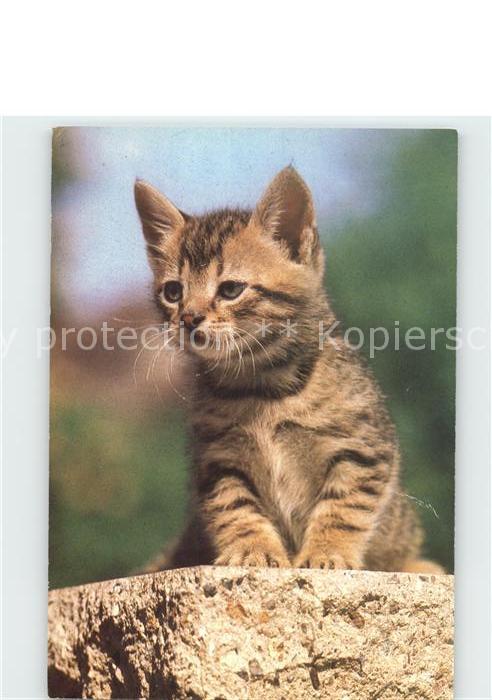 Katzen