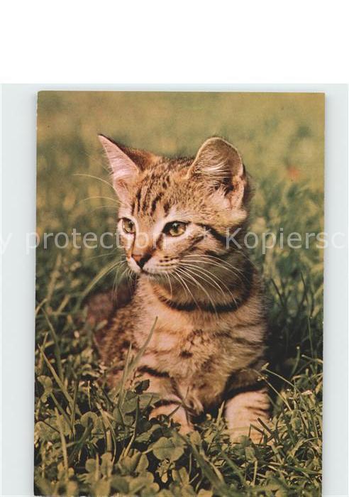 Katzen