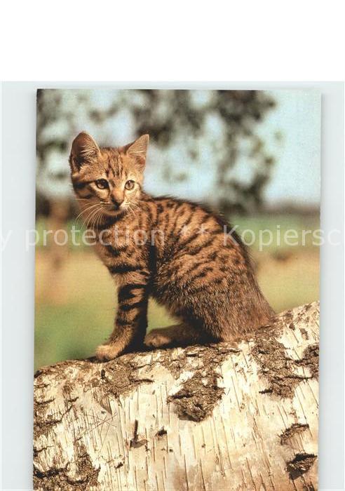 Katzen