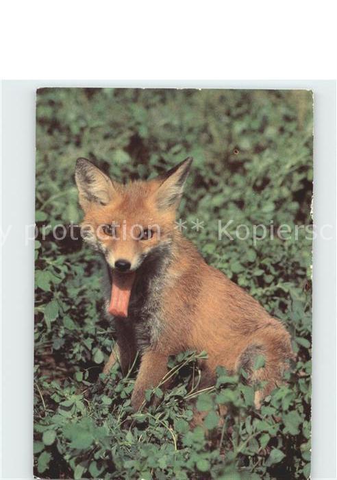 Fuchs Tiere