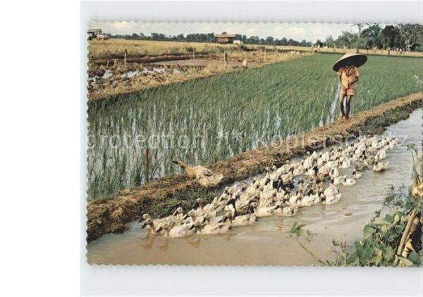 Landwirtschaft Duck-Herder Central Jawa