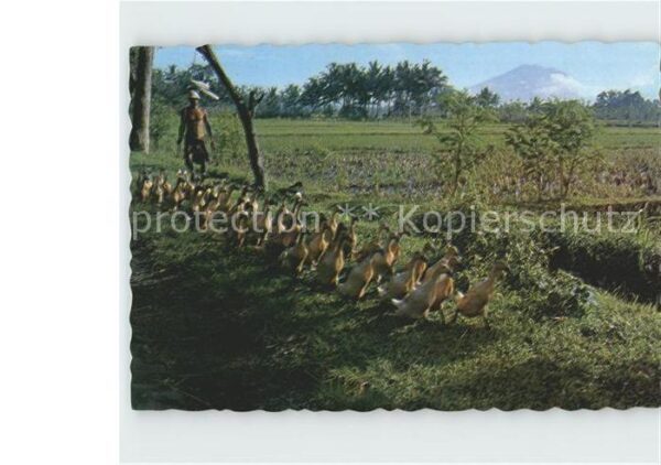 Landwirtschaft Training Ducks to kennel Bali Gänse