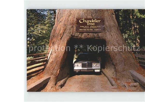 Baeume Trees Chanelier Drive-Thru Tree