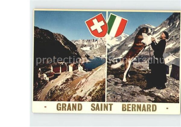 Bernhardiner Grant Saint Bernard